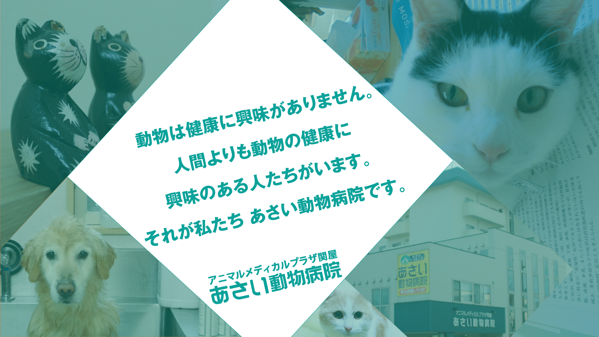 動物は健康に興味ありません。人間より動物の健康に興味のある人たちがいます。それが私たちあさい動物病院です。